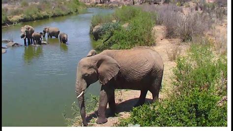 african wildlife cam|Tembe Elephant Park